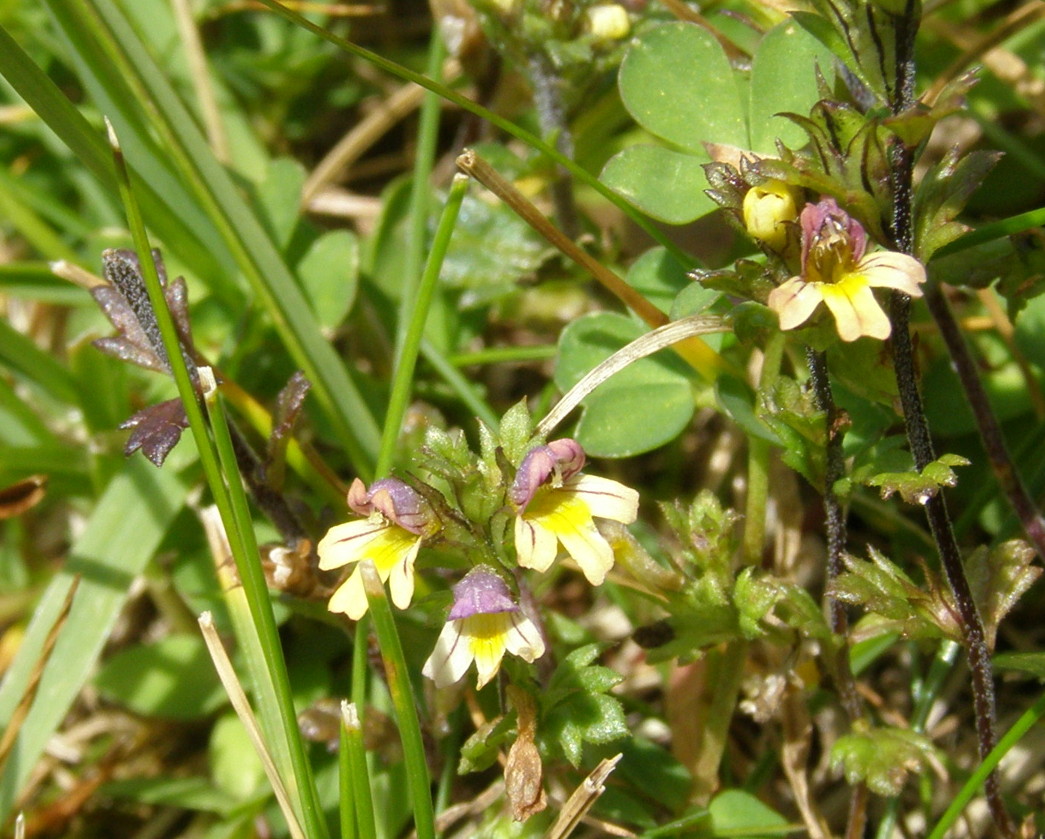 Euphrasia christii / Eufrasia di Christ